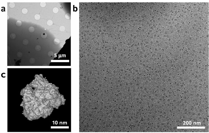Cryo-electron tomography
