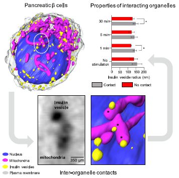Mitochondrial network